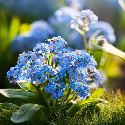 niezapominajka-myosotis-sylvatica-niebieskie-kwiaty-bylina-na-rabatki-i-do-cienia-sadzonka-sadzonki-zielona-para-zielonapara