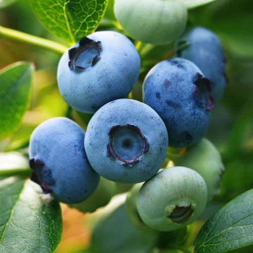 borowka-amerykanska-vaccinium-corymbosum-bluecrop-zielonapara-sadzonka-duza-zdrowa-srednio-pozne-duze-owoce