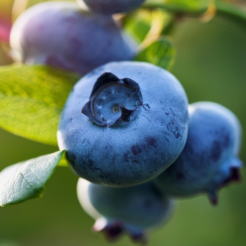 borowka-amerykanska-vaccinium-corymbosum-bluejay-zielonapara-sadzonka-duza-zdrowa-srednio-wczesne-duze-owoce