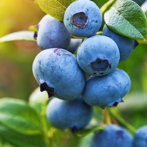 borowka-amerykanska-vaccinium-corymbosum-brigitta-zielonapara-sadzonka-duza-zdrowa-pozne-duze-owoce