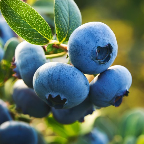 borowka-amerykanska-vaccinium-corymbosum-goldtraube-zielonapara-sadzonka-duza-zdrowa-srednio-pozne-duze-owoce