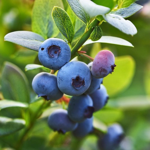 borowka-amerykanska-vaccinium-corymbosum-nelson-zielonapara-sadzonka-duza-zdrowa-srednio-pozne-duze-owoce