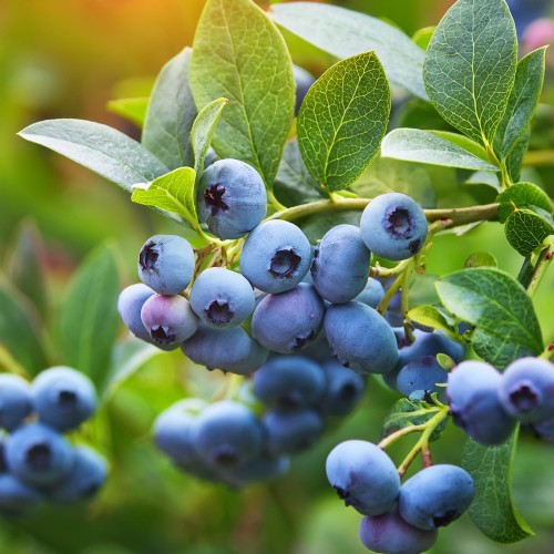 borowka-amerykanska-vaccinium-corymbosum-sierra-zielonapara-sadzonka-duza-zdrowa-srednio-wczesne-duze-owoce