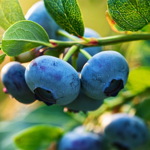 borowka-amerykanska-vaccinium-corymbosum-patriot-zielonapara-sadzonka-duza-zdrowa-wczesne-duze-owoce