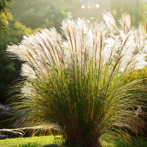 miskant-chinski-miscanthus-sinensis-gracillimus-zielonapara-sadzonka-duza-zdrowa-waski-fontannowy-pokroj