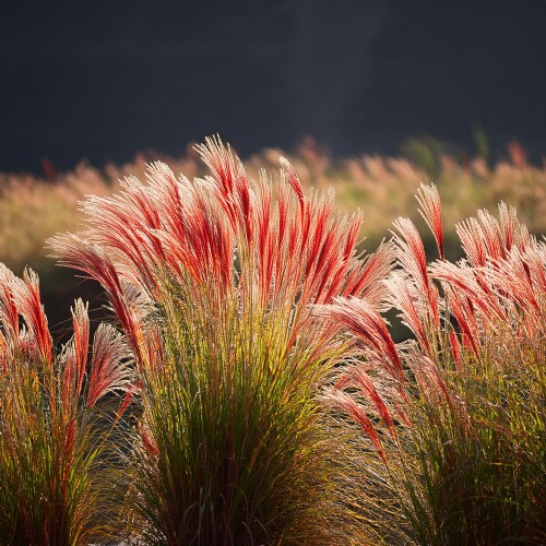 miskant-chinski-miscanthus-sinensis-ferner-osten-zielonapara-sadzonka-duza-zdrowa-czerwone-kwiaty-ozdobna-trawa