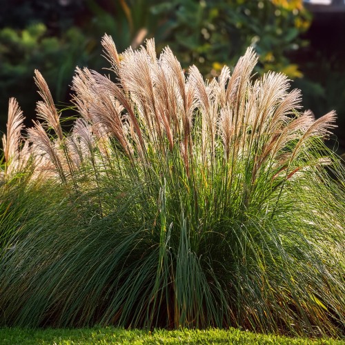 miskant-chiński-Miscanthus-sinensis-zielonapara-zielona-para-sadzonka-0595.jpg