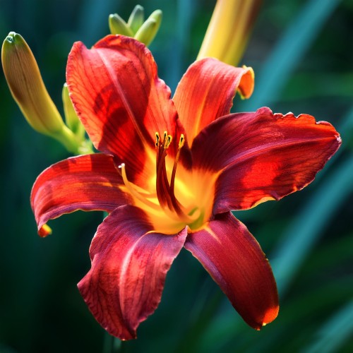 Liliowiec Crimson Pirate