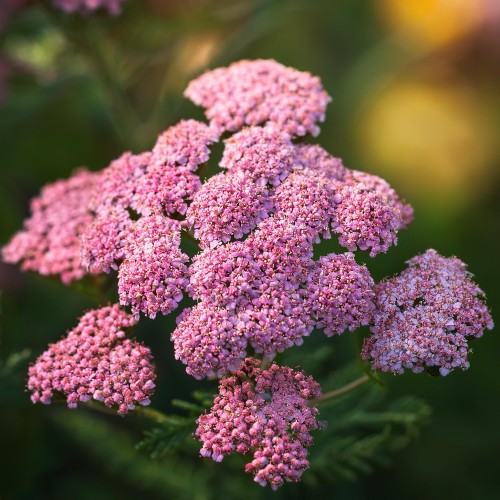 krwawnik-pospolity-apple-blossom-achillea-millefolium-rozowe-kwiaty-miododajna-bylina-na-rabatki-sadzonka-sadzonki-zielona-para-zielonapara