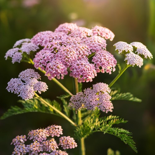 krwawnik-pospolity-apple-blossom-achillea-millefolium-rozowe-kwiaty-miododajna-bylina-na-rabatki-sadzonka-sadzonki-zielona-para-zielonapara