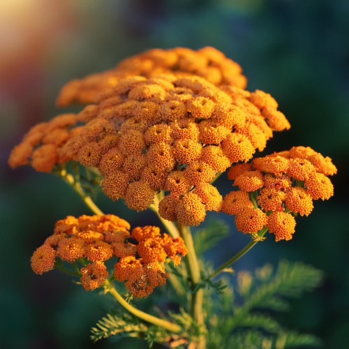 krwawnik-pospolity-czerwony-Achillea-millefolium-czerwony-zielonapara-zielona-para-sadzonka-0302.jpg