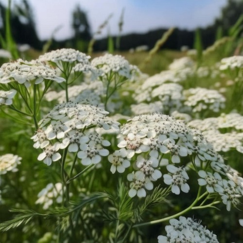 krwawnik-pospolity-achillea-millefolium-pierzaste-liscie-kolorowe-kwiaty-miododajna-bylina-sadzonka-sadzonki-zielona-para-zielonapara