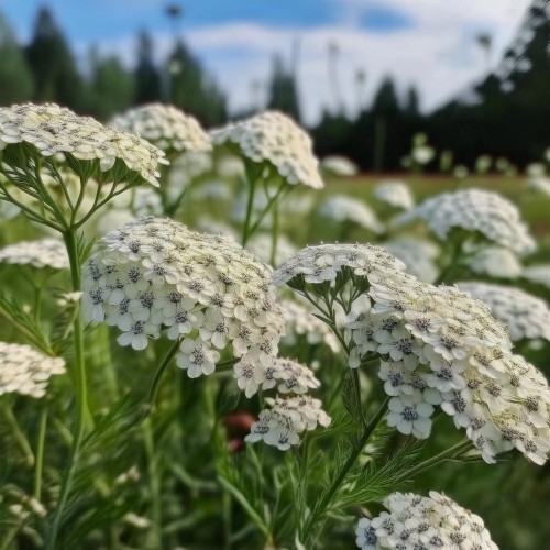 krwawnik-pospolity-achillea-millefolium-pierzaste-liscie-kolorowe-kwiaty-miododajna-bylina-sadzonka-sadzonki-zielona-para-zielonapara