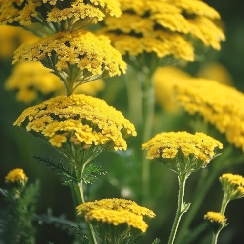 krwawnik-altgold-achillea-millefolium-zlocistożolte-kwiaty-miododajna-bylina-na-rabatki-sadzonka-sadzonki-zielona-para-zielonapara