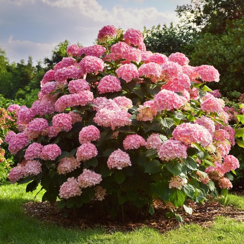hortensja-ogrodowa-hot-red-hydrangea-macrophylla-intensywnie-czerwone-kwiaty-krzew-ozdobny-sadzonka-sadzonki-zielona-para-zielonapara