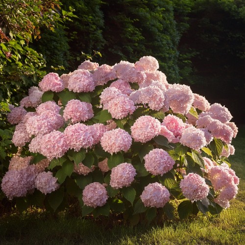 Hortensja ogrodowa Pink Beauty