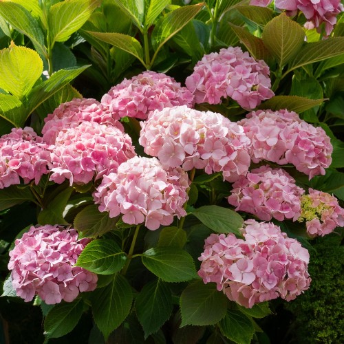 Hortensja ogrodowa Pink Beauty