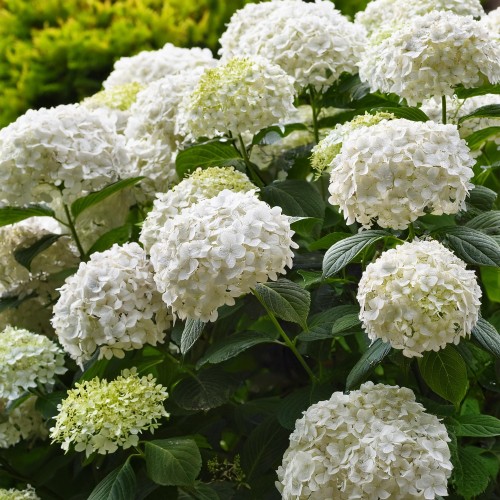 hortensja-krzewiasta-incrediball-hydrangea-arborescens-biale-kuliste-kwiaty-mocne-pedy-120-150cm-sadzonka-sadzonki-zielona-para-zielonapara