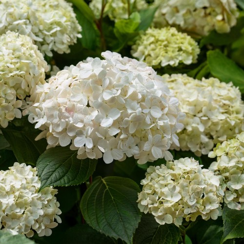 Firefly hydrangea paniculata bush 75396.jpg