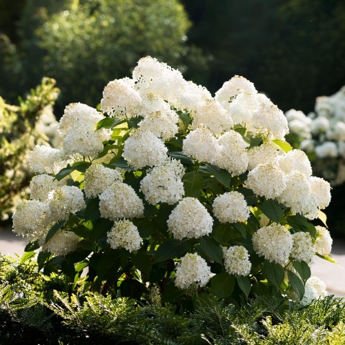hortensja-bukietowa-hydrangea-paniculata-zielonapara-sadzonka-duza-zdrowa-biale-kwiat.jpg