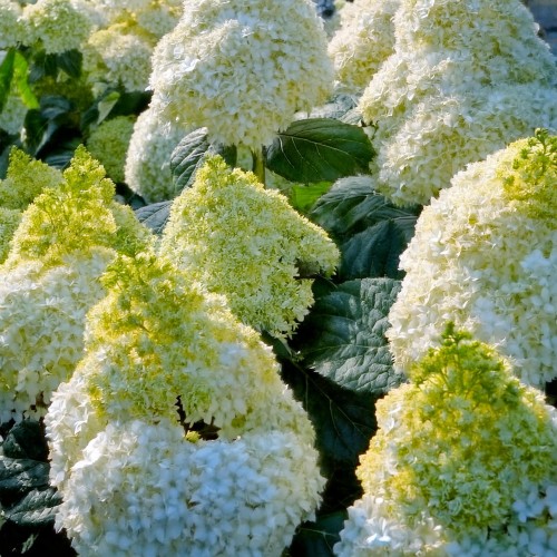 Hortensja bukietowa Little Lime