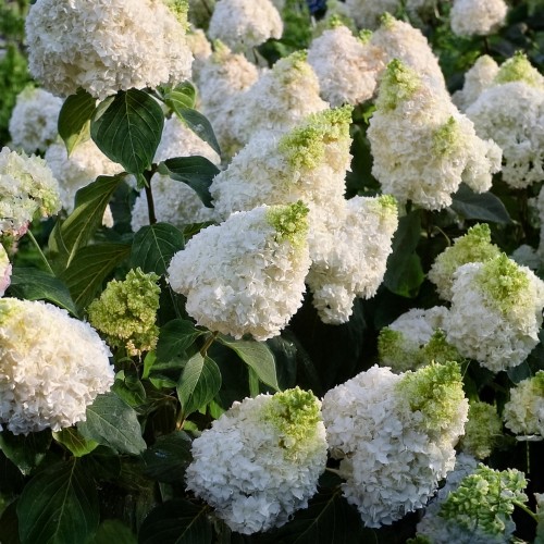 hortensja-bukietowa-hydrangea-paniculata-little-lime-zielonapara-sadzonka-duza-zdrowa-limonkowo-biale-kwiaty