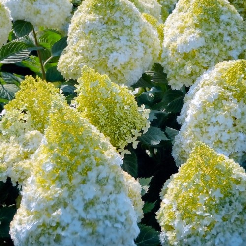 hortensja-bukietowa-polar-bear-hydrangea-paniculata-duze-biale-wiechy-wysoka-odmiana-sadzonka-sadzonki-zielona-para-zielonapara