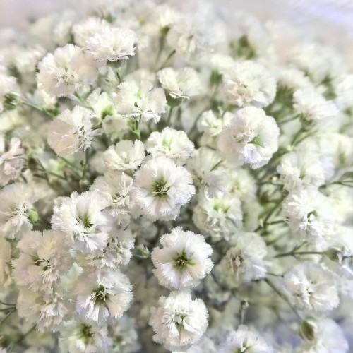 gipsowka-wiechowata-bristol-fairy-gypsophila-paniculata-biale-drobne-kwiaty-bylina-80-100cm-sadzonka-sadzonki-zielona-para-zielonapara