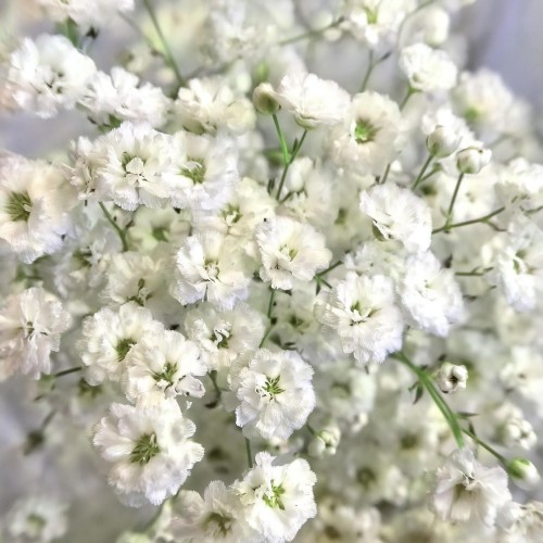gipsowka-wiechowata-bristol-fairy-gypsophila-paniculata-biale-drobne-kwiaty-bylina-80-100cm-sadzonka-sadzonki-zielona-para-zielonapara