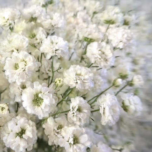 gipsowka-wiechowata-festival-white-flare-gypsophila-paniculata-biale-kwiaty-bylina-80-100cm-sadzonka-sadzonki-zielona-para-zielonapara