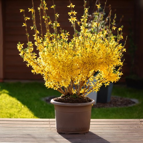 forsycja-pośrednia-Maluch-Forsythia-x-intermedia-Maluch-zielonapara-zielona-para-sadzonka-0630.jpg