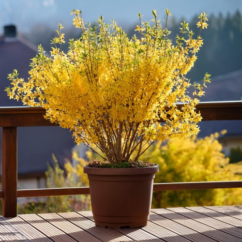 Forsycja pośrednia Nimbus