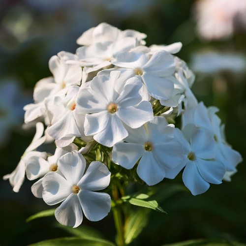Floks wiechowaty White Admiral