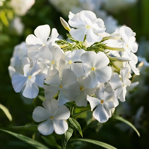 floks-wiechowaty-early-white-phlox-paniculata-biale-kwiaty-wczesne-kwitnienie-letnia-bylina-50-60cm-sadzonka-sadzonki-zielona-para-zielonapara