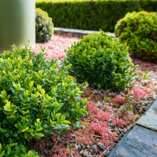 bukszpan-wieczniezielony-buxus-sempervirens-zielonapara-sadzonka-duza-zdrowa-zimozielony-geste-liscie