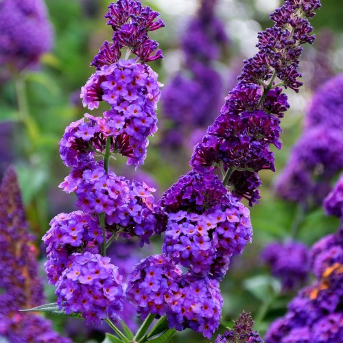 budleja-dawida-buddleja-davidii-lavender-cupcake-zielonapara-sadzonka-duza-zdrowa-lawendowe-kwiaty