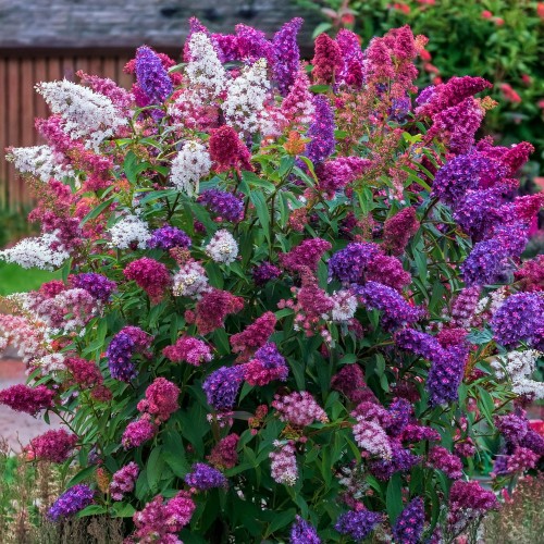budleja-dawida-buddleja-davidii-trojkolorowa-zestaw-3-sadzonki-zielonapara-duze-zdrowe-kwiaty-biale-rozowe-fioletowe