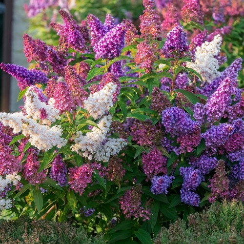 budleja-dawida-buddleja-davidii-trojkolorowa-zestaw-3-sadzonki-zielonapara-duze-zdrowe-kwiaty-biale-rozowe-fioletowe