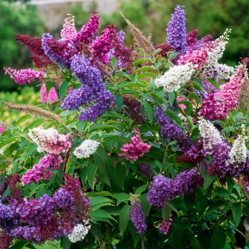 budleja-dawida-buddleja-davidii-trojkolorowa-zestaw-3-sadzonki-zielonapara-duze-zdrowe-kwiaty-biale-rozowe-fioletowe