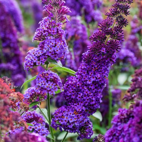 budleja-dawida-buddleja-davidii-little-purple-zielonapara-sadzonka-duza-zdrowa-fioletowe-kwiaty