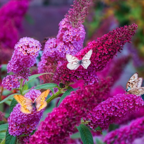 Budleja Dawida Magenta Munchkin