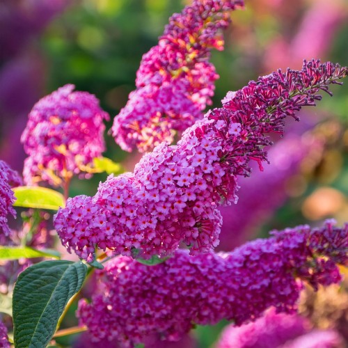 budleja-dawida-magenta-munchkin-buddleja-davidii-intensywnie-fioletowe-kwiaty-krzew-ozdobny-sadzonka-sadzonki-zielona-para-zielonapara
