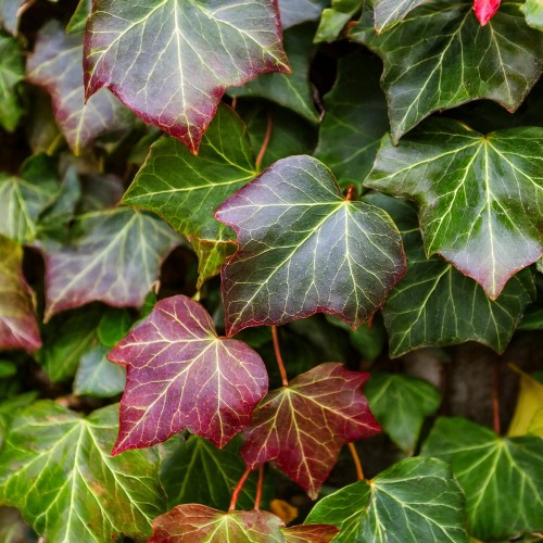 bluszcz-pospolity-hedera-helix-zielonapara-sadzonka-duza-zdrowa-zielone-liscie-pnacz