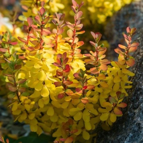 berberys-Thunberga-żółty-maria-Berberis-thunbergii-zielonapara-zielona-para-sadzonka-0350.jpg