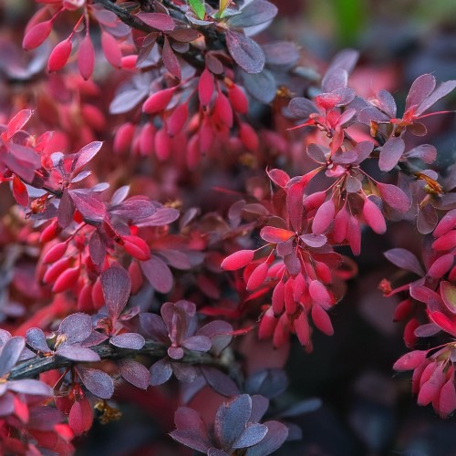 berberys-thunberga-berberis-thunbergii-darts-red-lady-zielonapara-sadzonka-duza-zdrowa-czerwone-liscie