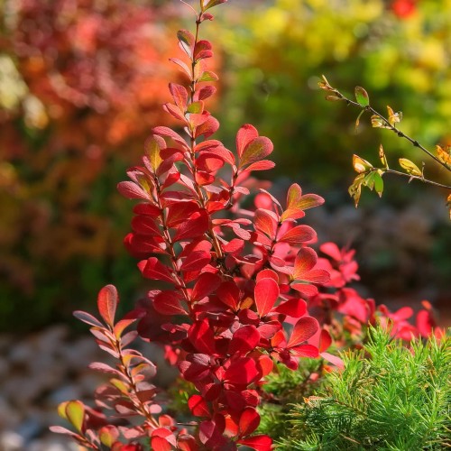 berberys-thunberga-berberis-thunbergii-dariusz-zielonapara-sadzonka-duza-zdrowa-purpurowo-czerwone-liscie