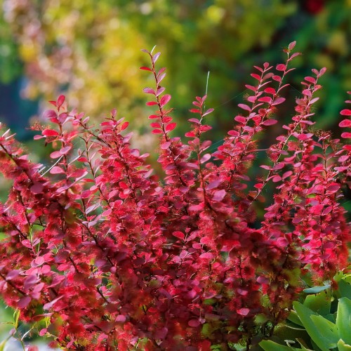 Berberys Red Pillar
