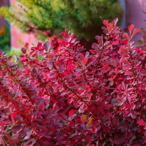 berberys-thunberga-berberis-thunbergii-red-dream-zielonapara-sadzonka-duza-zdrowa-czerwone-liscie