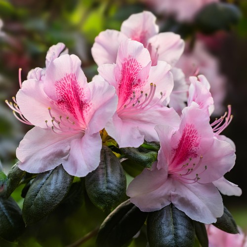 Różanecznik Cheer (Rhododendron )