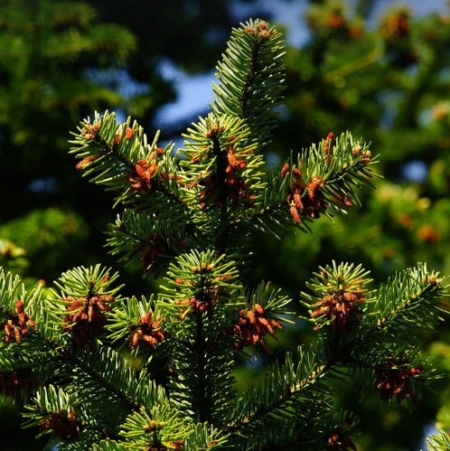 swierk-pospolity-picea-abies-zimozielone-iglaste-szybki-wzrost-sadzonka-sadzonki-zielona-para-zielonapara